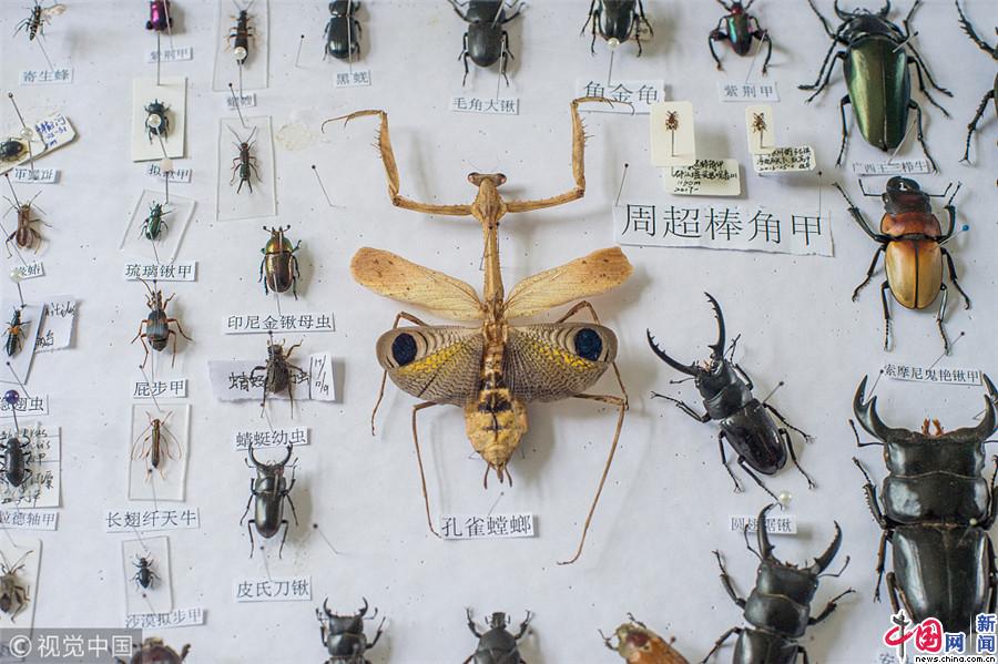 成都一中学生制作800枚昆虫标本 学校欲为其造博物馆( / 4 )