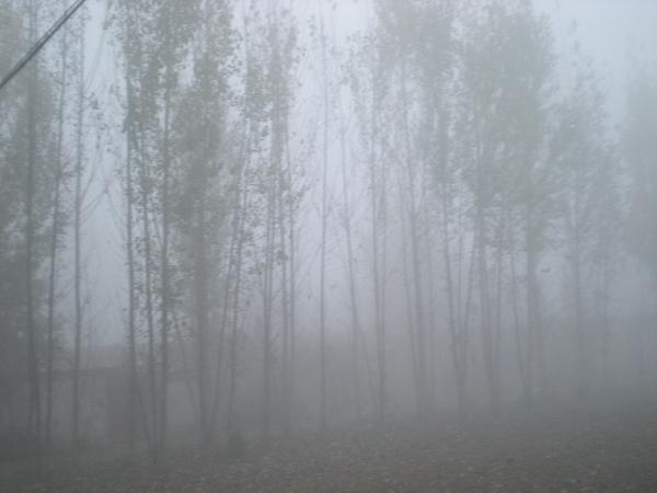 实拍大雾笼罩的乡村小路,雾蒙蒙,情蒙蒙,一片美丽的景象