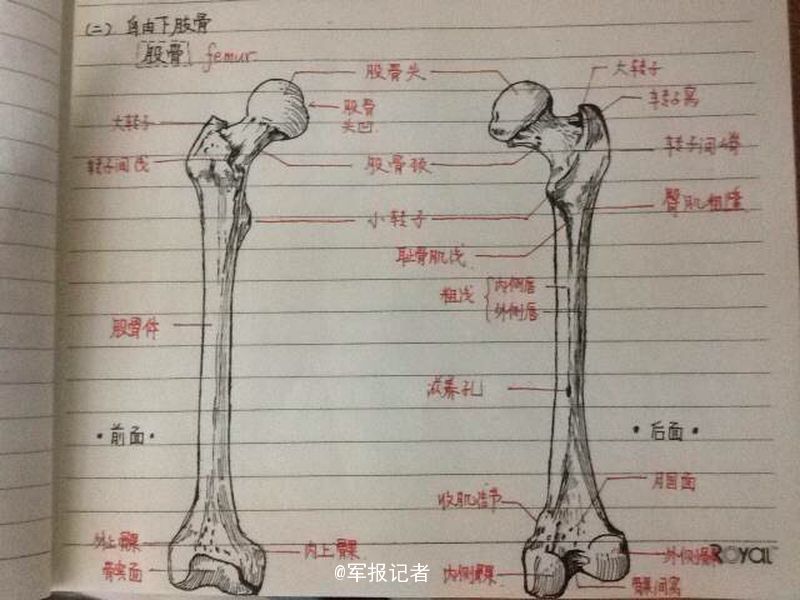 学霸手绘骨骼图 医学笔记似素描(组图)