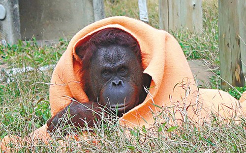 寒潮來勢洶洶台灣動物園猩猩裹毛氈禦寒