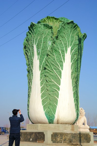 山東聊城街頭現“巨型大白菜” 玻璃鋼做成身高9米(組圖)