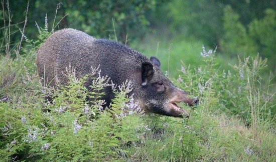 日本千葉野豬成災獵人靠政府“賞金”成百萬富翁