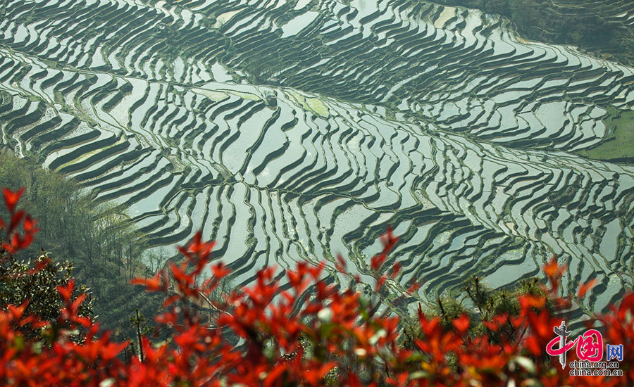 世界遺産哈尼梯田：歷史悠久神奇壯麗的大地雕塑[組圖]