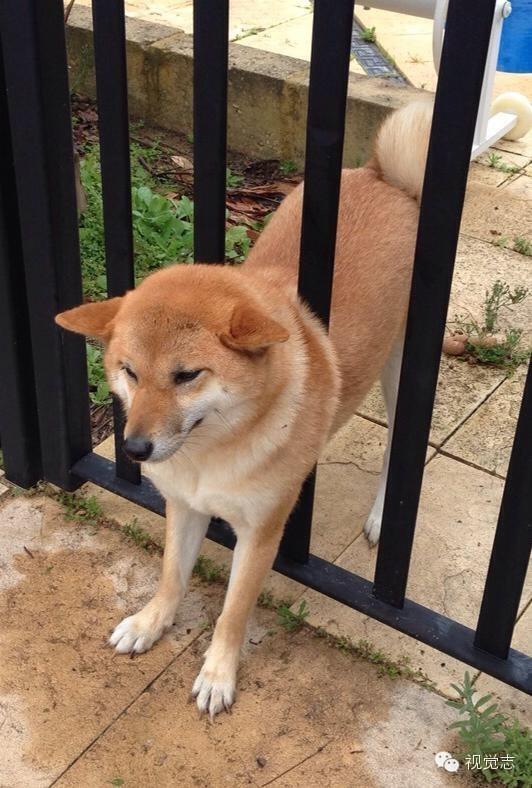 據不完全統計,每年被卡住的柴犬能繞地球10圈...