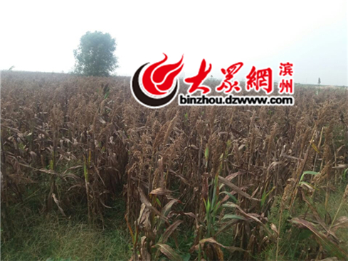 濱州沾化百餘畝高粱絕産 農戶疑湖南都樂種子有問題
