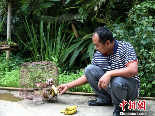 緬甸老友送蜂猴作禮物村民養半年發現是保護動物